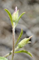 Convolvulus simulans