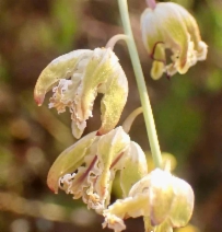 Caulanthus californicus