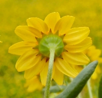 Lasthenia glabrata ssp. coulteri