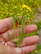 Lasthenia glabrata ssp. coulteri