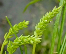 Triglochin scilloides
