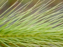 Hordeum marinum ssp. gussoneanum