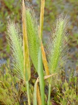 Hordeum marinum