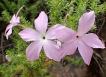 Linanthus californicus ssp. californicus