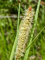 Carex barbarae
