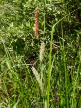Carex barbarae