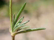 Spergularia rubra