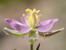 Spergularia rubra