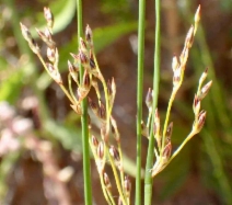 Juncus arcticus var. mexicanus