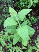 Lepechinia fragrans