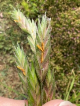 Bromus catharticus var. catharticus