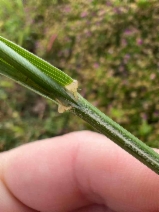 Bromus catharticus var. catharticus