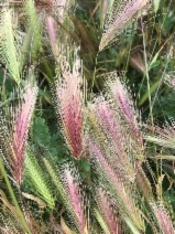 Hordeum murinum ssp. murinum