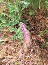 Hordeum murinum ssp. murinum