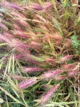 Hordeum murinum ssp. murinum