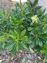 Pittosporum tobira