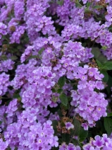 Lantana montevidensis