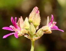 Pelargonium grossularioides
