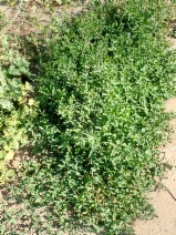 Polygonum aviculare
