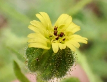 Madia exigua