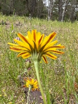 Microseris paludosa
