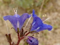 Phacelia campanularia