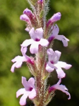 Verbena lasiostachys var. scabrida