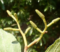 Alnus rhombifolia