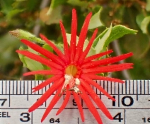 Silene laciniata ssp. major