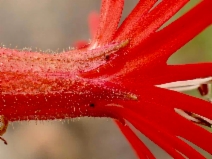 Silene laciniata ssp. major