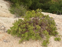 Arctostaphylos glandulosa