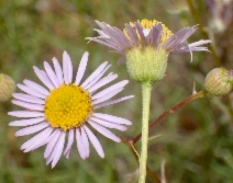 Erigeron foliosus var. foliosus