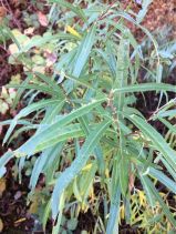 Salix melanopsis