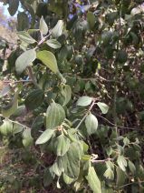 Ceanothus incanus
