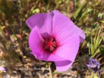 Eremalche parryi ssp. parryi