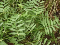Vicia sativa