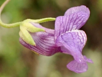 Antirrhinum kelloggii