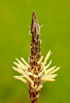 Eleocharis macrostachya