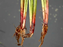Eleocharis macrostachya