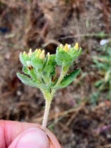 Mentzelia micrantha