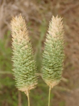 Phalaris minor