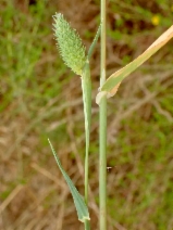 Phalaris minor