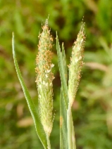 Alopecurus saccatus