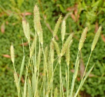 Alopecurus saccatus