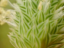 Phalaris aquatica