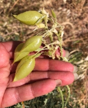 Astragalus asymmetricus