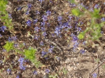 Eriastrum densifolium ssp. densifolium