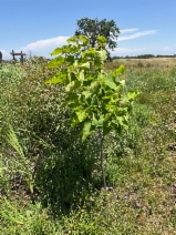 Catalpa speciosa - Calflora