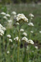Antennaria argentea
