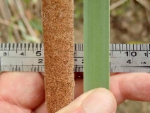 Typha domingensis